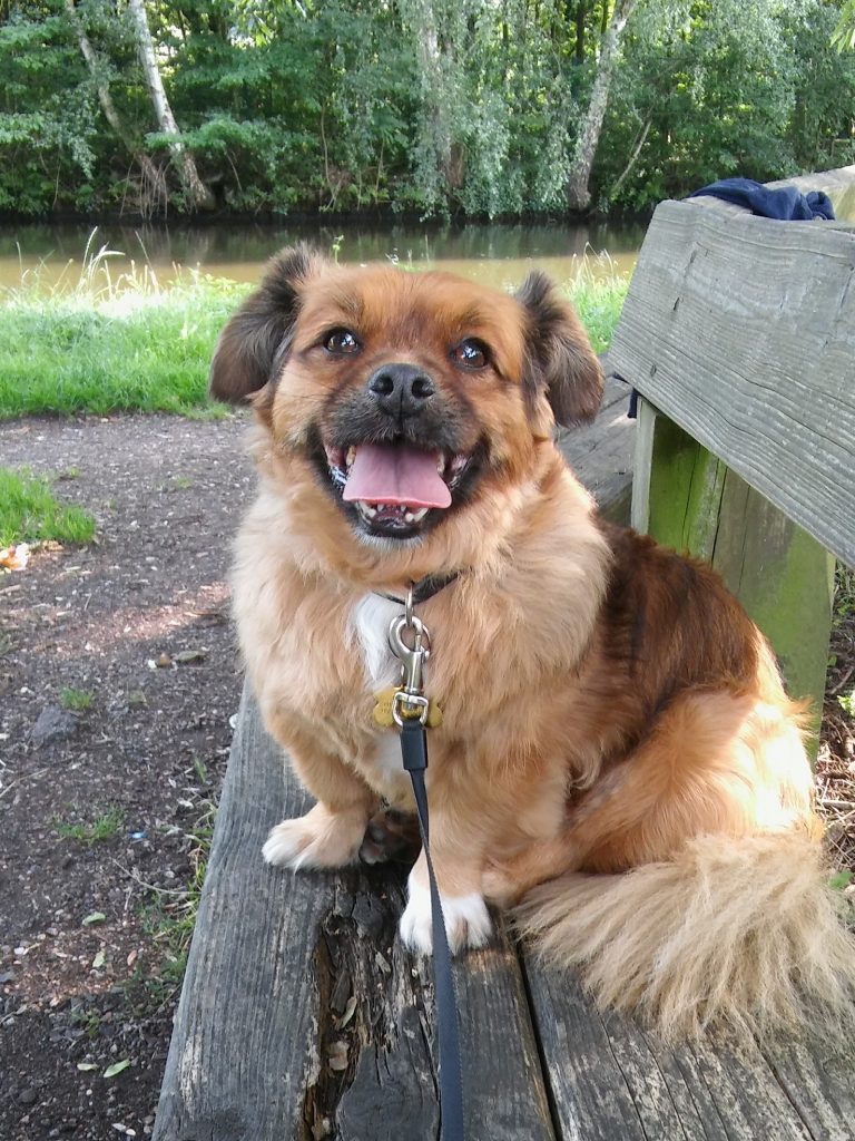 Charlie the Tibetan Spaniel in 2019